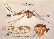 Culiseta