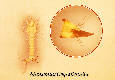 Mansonia Coquillettidia