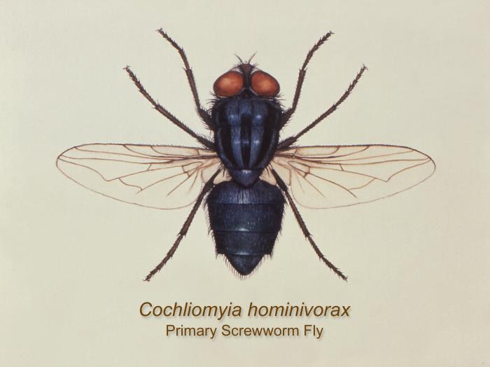 An illustration of the dorsal view of the New World screwworm fly, Cochliomyia hominivorax.