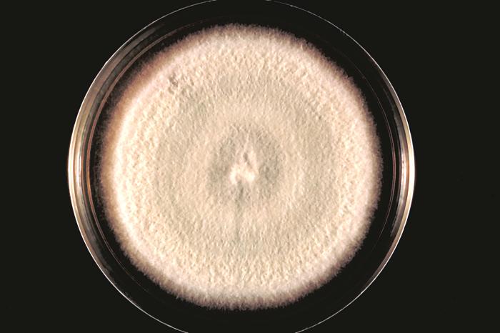 Acremonium image