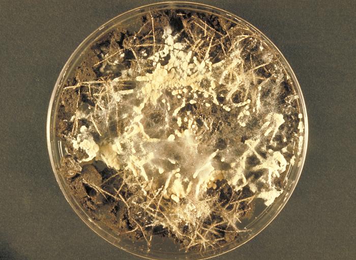 Arthroderma gypseum image