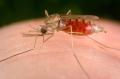 Anopheles freeborni