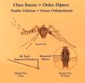 Orthopodomyia