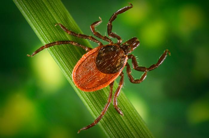 Blacklegged tick (Lyme disease)