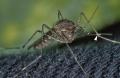 Culex Tarsalis