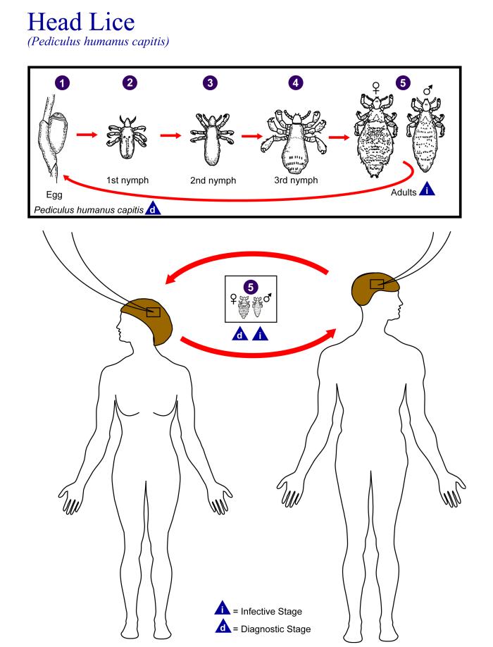 diagram of exercise