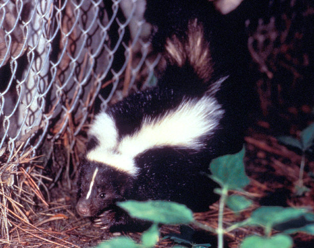 Approximately a third of reported animal rabies is attributed to the wild skunk population.