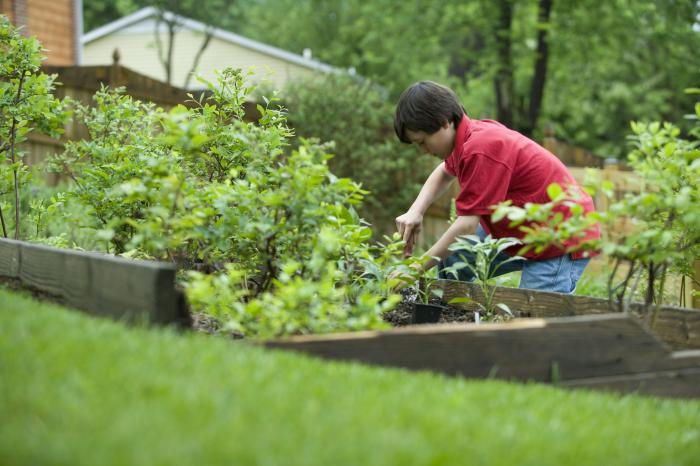 young boy planting vegetables in home garden