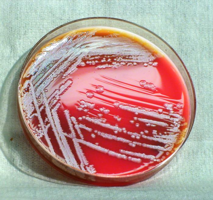 Burkholderia thailandensis bacteria