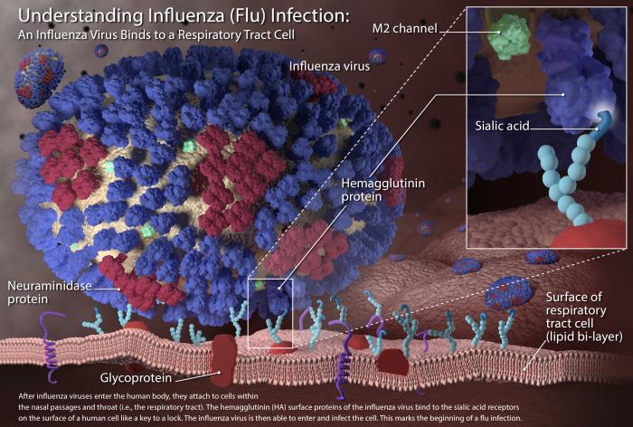 This 3-dimensional (3D) image illustrates the very beginning stages of an influenza (flu) infection. 