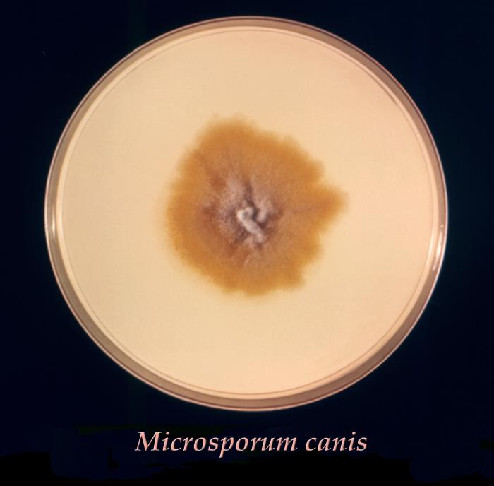 microsporum canis culture