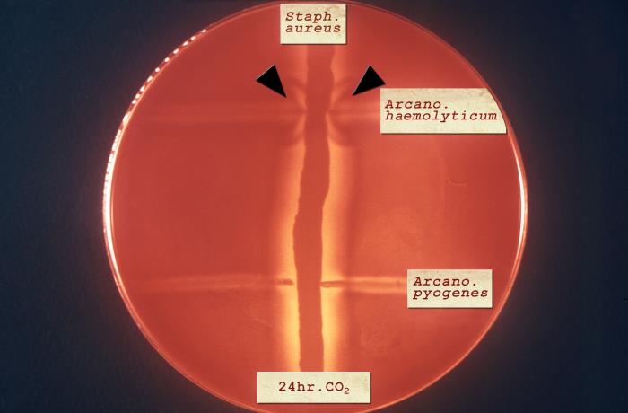 The Reverse CAMP test with Corynebacterium pseudotuberculosis and  Staphylococcus aureus on blood agar.