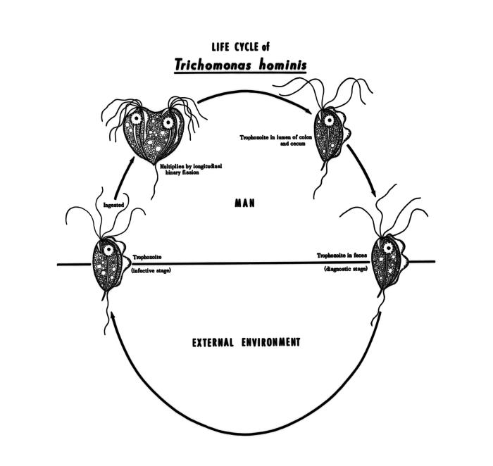 trichomonas hominis life cycle
