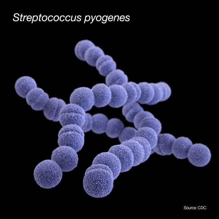 streptococcus diagram
