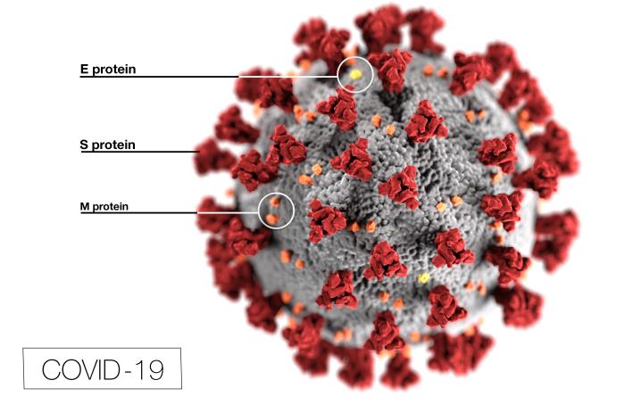 ultrastructural morphology exhibited by coronaviruses