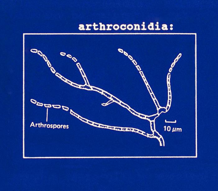 arthroconidia