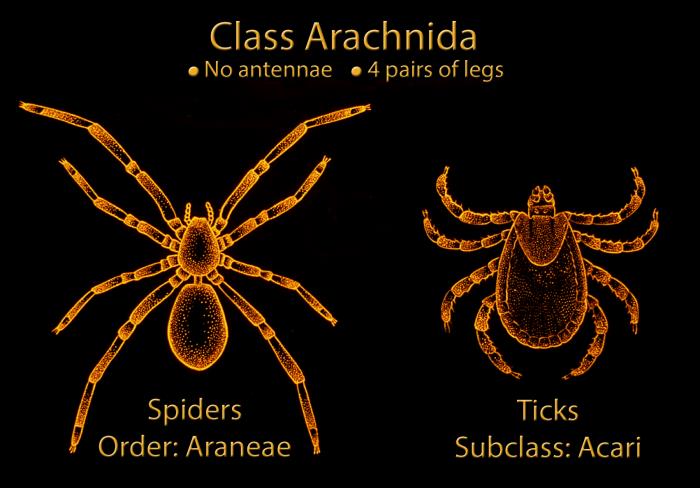 arachnida anatomy