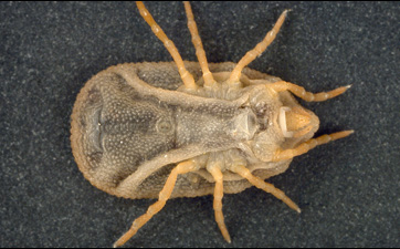 This is a ventral view of the soft tick Carios kelleyi, formerly Ornithodoros kelleyi, or the Bat Tick