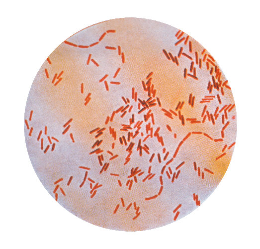 A photomicrograph of Salmonella typhosus bacteria using a Gram stain technique.