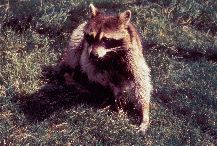 Raccoons can also be vectors of the rabies virus, transmitting the virus to humans and other animals.