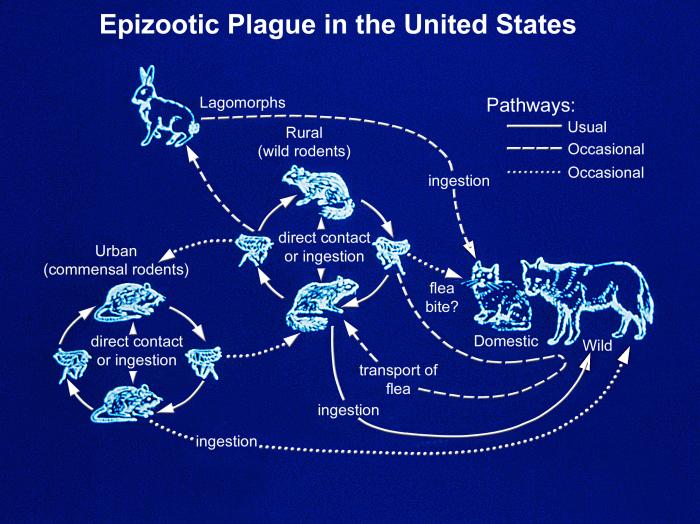 Details - Public Health Image Library(PHIL)