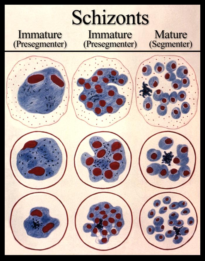 Details Public Health Image Library PHIL parasite-meaning-in-hindi-parasite-ka-matlab-kya-hota-hai-parasite