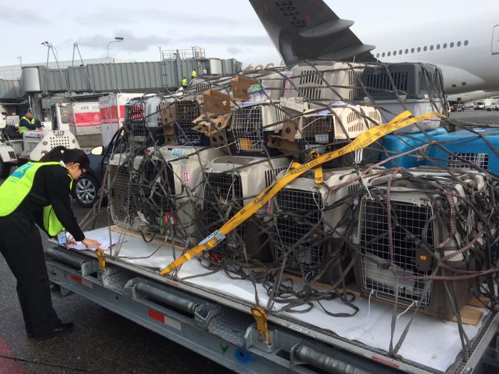 Quarantine Public Health Associate inspecting shipment of sled dogs