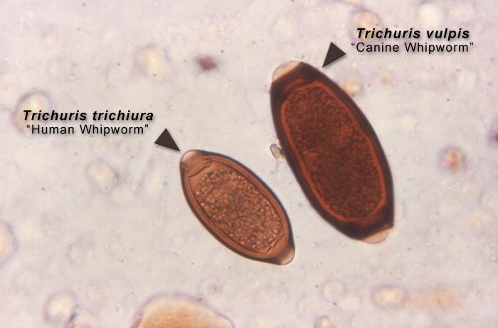 download Über die Wirkung des Pituitrins und ß Imidazoläthylamins (Histamins) auf die Herzaktion: Inaugural