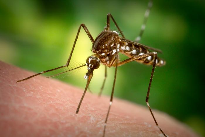 What Is The Scientific Name Of Yellow Fever Mosquito