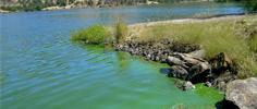 harmful algae and cyanobacteria image