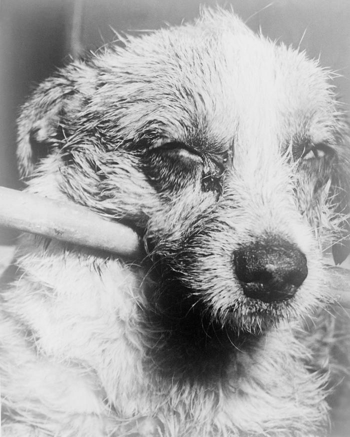 Close-up of a dog’s face during late-stage “dumb” paralytic rabies.