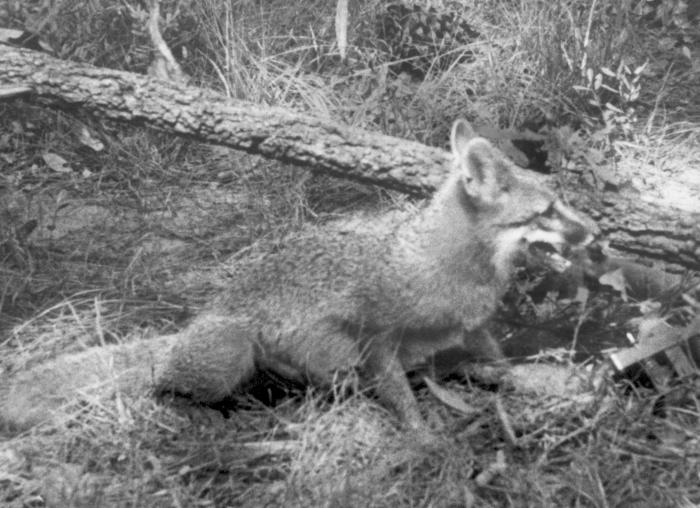 A photograph of a rabid fox sitting in a wooded area.