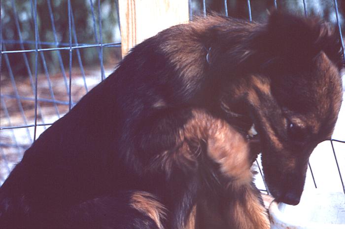 Here a penned dog is afflicted with dumb rabies, manifested as depression, lethargy and a seemingly overly tame disposition.