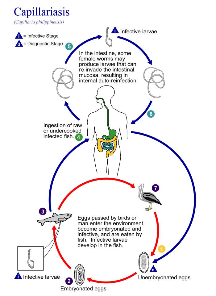 Details - Public Health Image Library(PHIL)